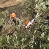 Vareadora de dedos STIHL